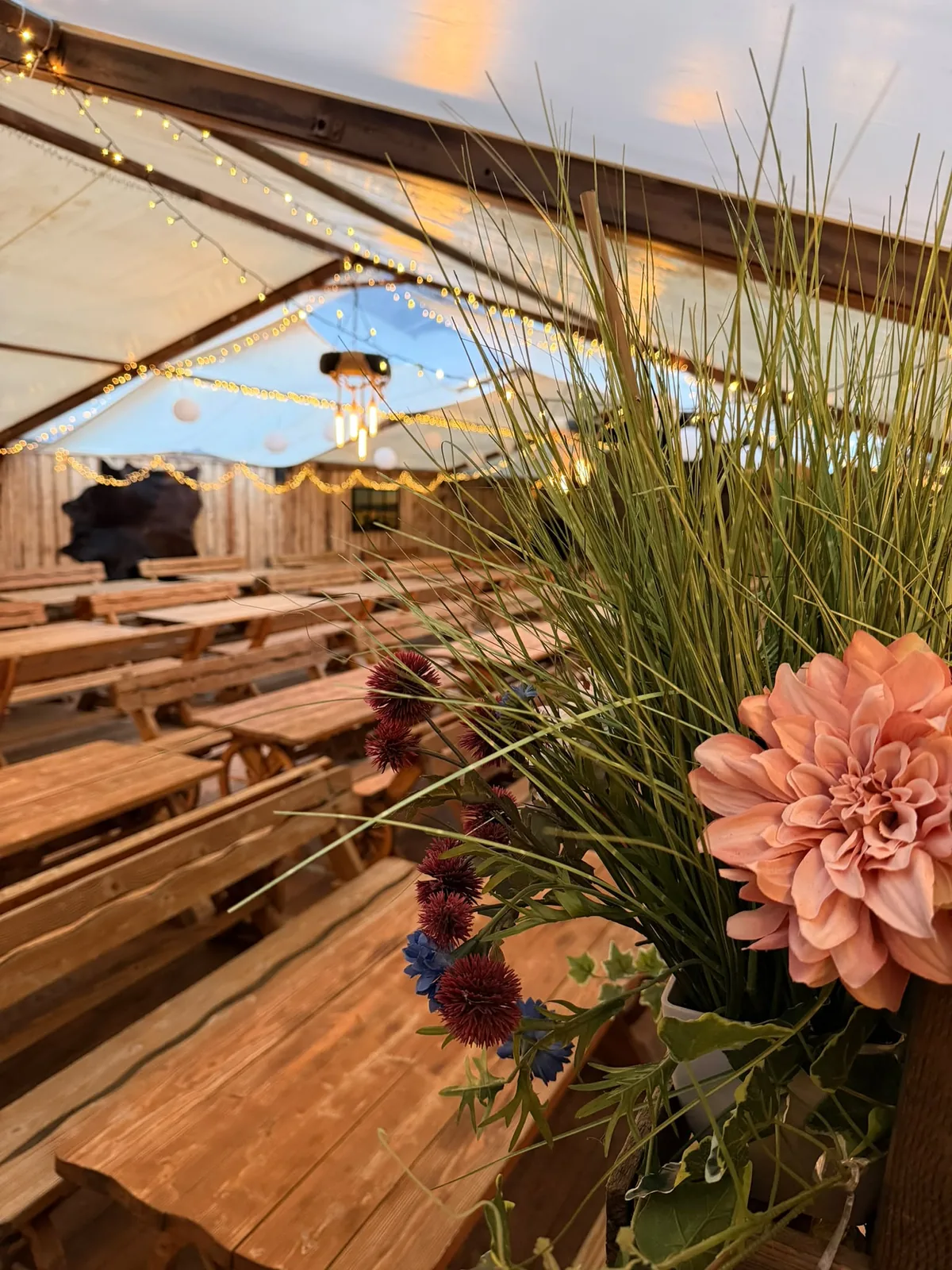 Dahlie in Apricot, dahinter unscharf Lichterketten und Holztafeln im Festzelt